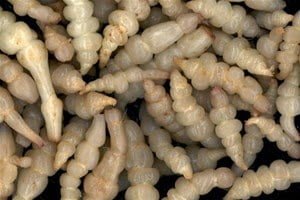 Récolte de crosnes