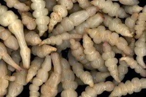 Récolte de crosnes