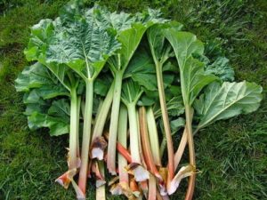 Récolte de rhubarbe