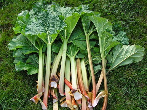 Récolte de rhubarbe