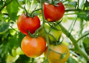 Potager