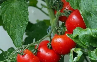 Pied de tomate