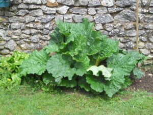 Pied de rhubarbe