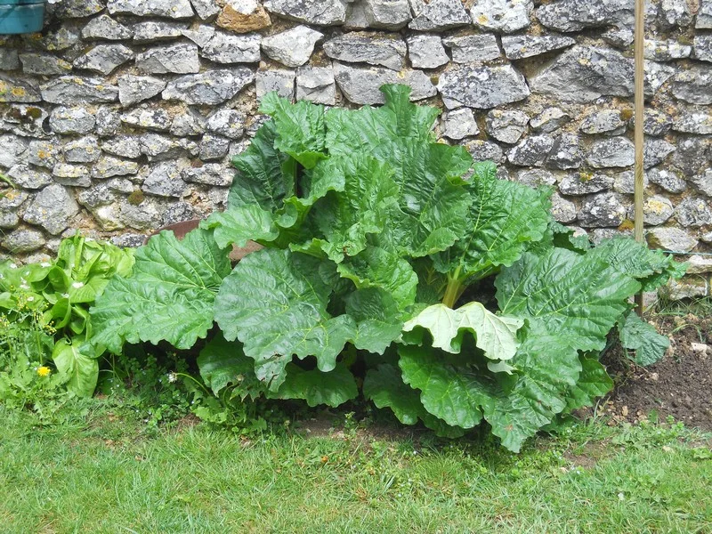 Pied de rhubarbe