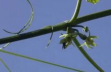 Pied de chayotte accroché au support et en fleurs