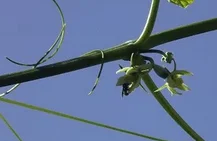 Pied de chayotte accroché au support et en fleurs