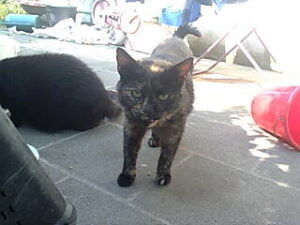 Gateuxrigolo --> Mes animaux photo2042
