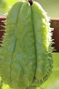 Chayotte en fruit