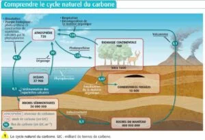 5-cycle-du-carbone-1