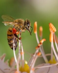 Abeille sur une fleur