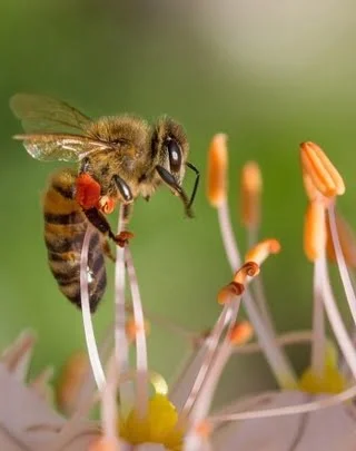 bees-3654572__340