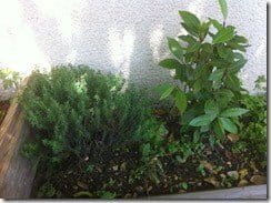 aromate thym et laurier