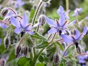 Fleurs de bourrache
