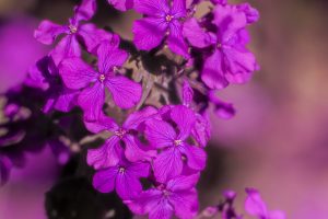 La monnaie du pape en fleurs