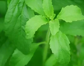 Les plantes aromatiques: Généralités La stévia