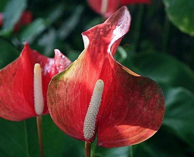 L’anthurium.