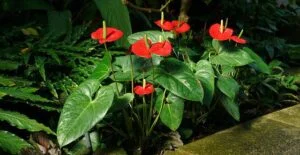 L’anthurium.