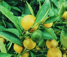 La culture du citronnier