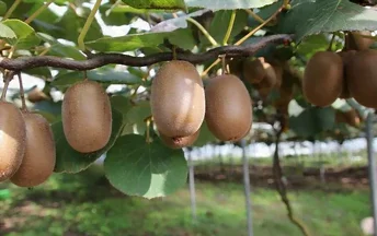 Les kiwis
