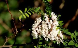 Le miel d'acacia est délicieux