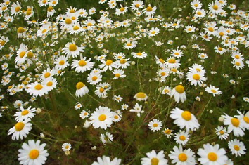 Parterre d'anthémis en fleurs
