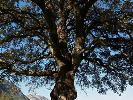 Le camphrier cultivé en isolé