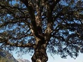 Le camphrier cultivé en isolé