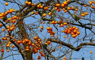 Les fruits du kaki