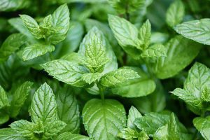 Menthe