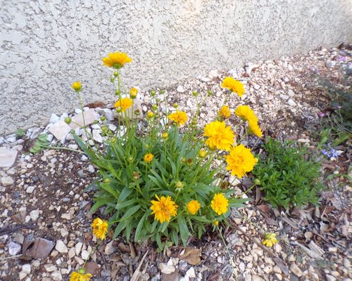 Fleurs jaunes