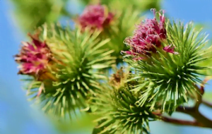 La bardane Fleurs de bardane