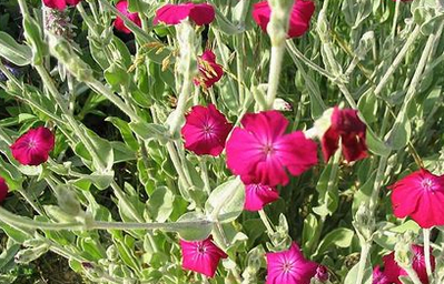Coquelourdes des jardins en fleurs