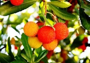 L'arbousier avec ses fruits