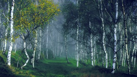 Bouleaux en bordure de route