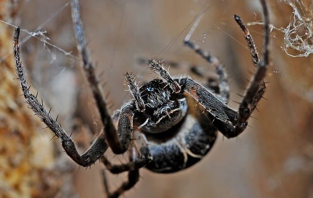 Araignée