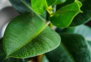 Le ficus 2