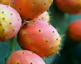 Récolte de figues de Barbarie