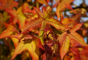 Le liquidambar Culture du liquidambar
