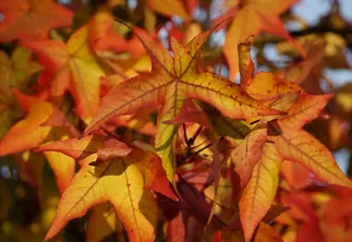 Culture du liquidambar
