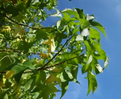 Le feuillage du liquidambar