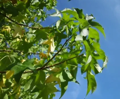 Le feuillage du liquidambar