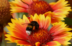 Pollinisateur sur une fleur de gaillarde