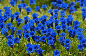 Gentiane bleue en fleurs