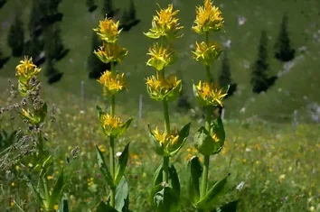 Gentiane jaune en fleurs
