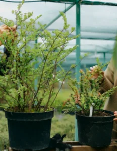 Comment planter un arbre ou un arbuste ? La plantation des arbres et des arbustes 5