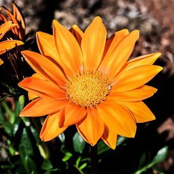 Le gazania