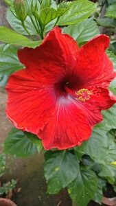 Fleur d'hibiscus