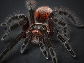 Une araignée au plafond L'araignée 2
