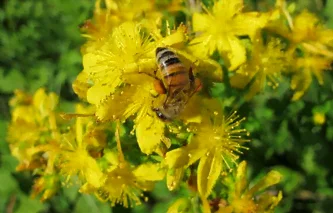 Pollinisateur dans des fleurs de millepertuis