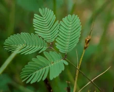 Feuille de mimosa